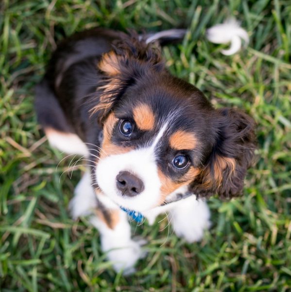 Puppy Scams that are breaking hearts